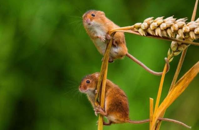 Giải Mã Giấc Mơ Nghe Tiếng Chuột Kêu Đánh Con Gì?