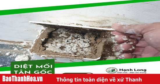 Tổ mối lớn trong nhà