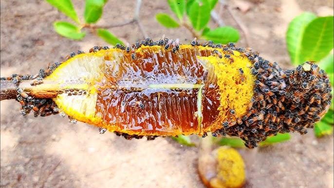 Giải Mã Giấc Mơ Thấy Mèo Mù Và Con Số May Mắn