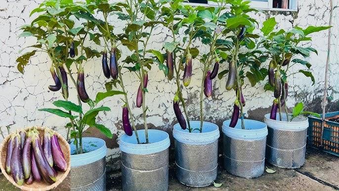 Giải Mã Giấc Mơ Thấy Trái Cherry Và Số Đề Liên Quan