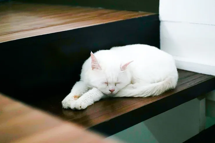 Giải Mã Giấc Mơ Thấy Tượng Phật Bị Đổ và Số Đề Liên Quan