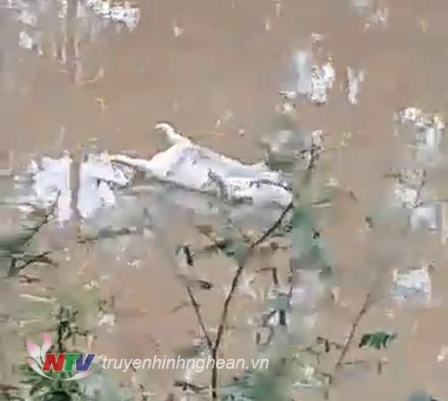 Xác chết trôi sông kinh hoàng